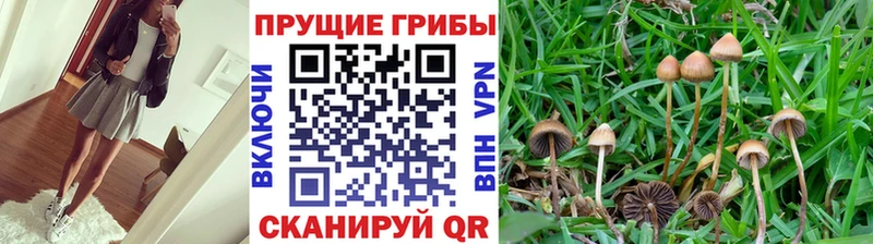 где купить наркоту  Ставрополь  Псилоцибиновые грибы Magic Shrooms 